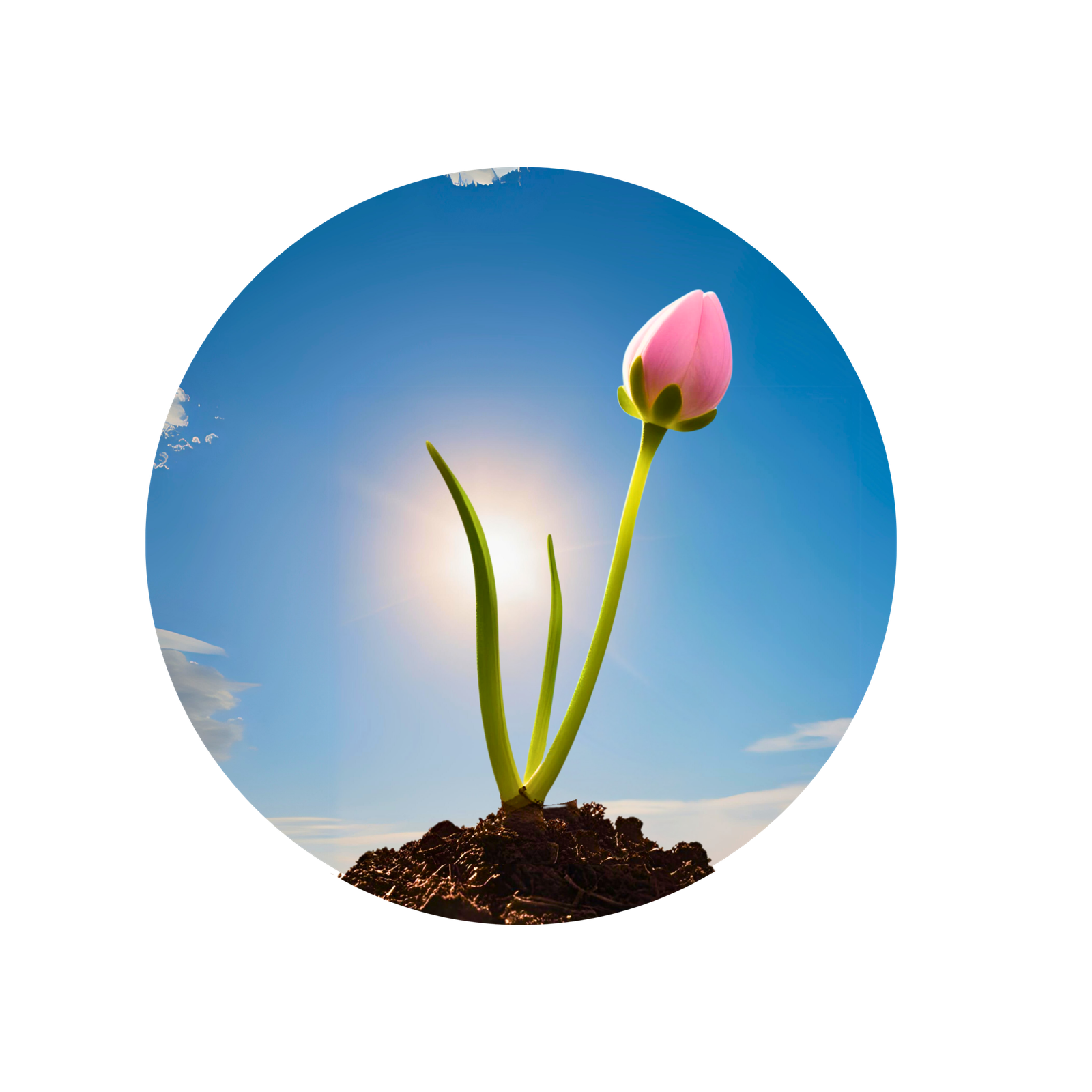 Bloom Tier